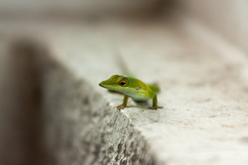Anolis lizard