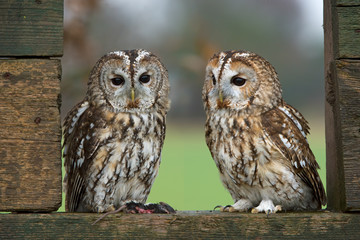 Tawny Owls (Strix aluco)/Tawny Owls perched in the window of a barn 