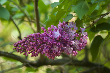 Branch of purple lilac. Floral natural background