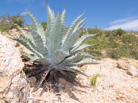 Cactus, baja mexico.
