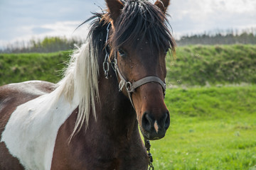 Brown horse wearing bridle.