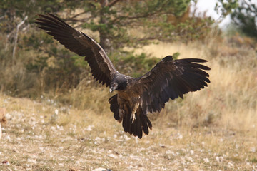 Bearded vulture in pirenees mountains