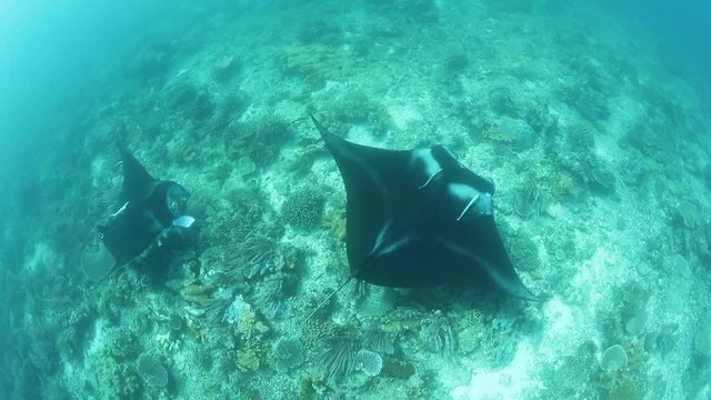 Manta Rays Swimming Over Reef 