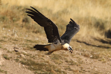 Bearded vulture in pirenees mountains
