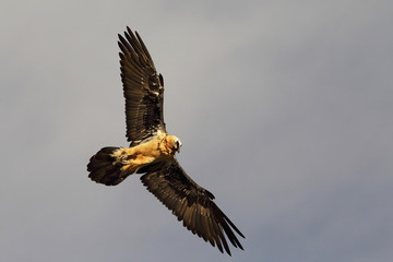 Bearded vulture in pirenees mountains
