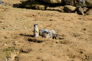 Meerkat sits and looks around