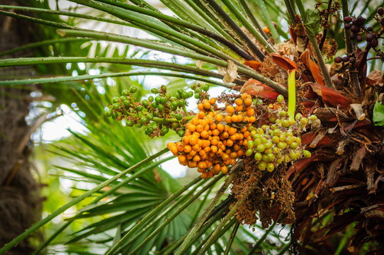 Fruits on palm. Green palm leaves and orange and green fruits.