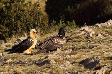 Bearded vulture in pirenees mountains