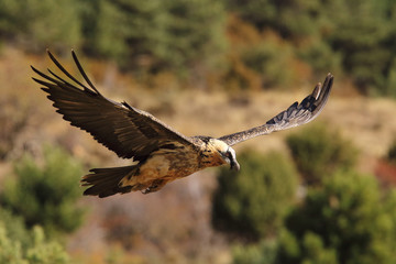 Bearded vulture in pirenees mountains