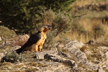 Bearded vulture in pirenees mountains