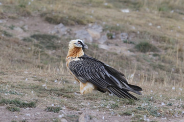 Bearded vulture in pirenees mountains