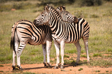 Burchell’s Zebra displaying affection by resting heads on each other’s back
