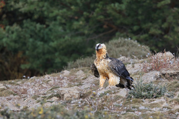 Bearded vulture in pirenees mountains