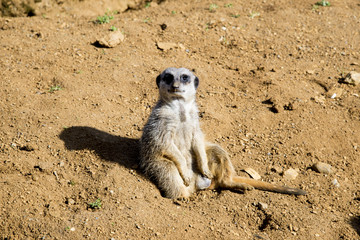 Fototapeta premium Meerkat sits and looks around