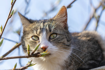 Naklejka na ściany i meble Young cat in the sun looking among branches and buds for prey