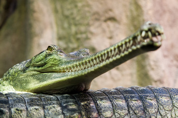 The gharial, Gavialis gangeticus,  gavial, fish-eating crocodile lying on each other. Intimate...