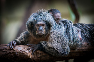 The white-faced saki, Pithecia pithecia, Guianan saki and the golden-faced saki, a monkey from New World. Female white-faced saki with its child. Tropical monkey with brown and grey fur.