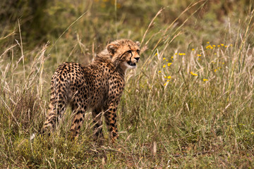 Young Cheetah cub calling for its mother