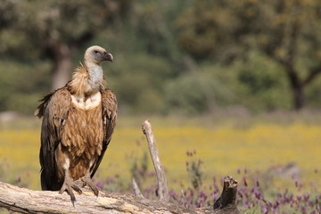 Griffon vulture - fly over the hills