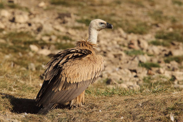 Griffon vulture - fly over the hills