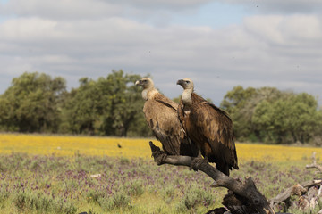 Griffon vulture - fly over the hills