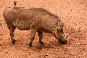 Fototapeta premium Warthog searching for minerals in the bare ground 