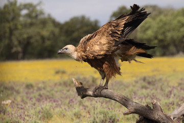 Obraz premium Griffon vulture - fly over the hills