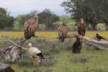 Griffon vulture - fly over the hills