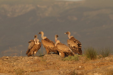 Griffon vulture - fly over the hills