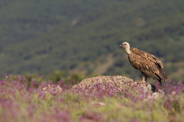 Griffon vulture - fly over the hills