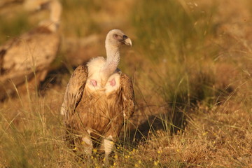 Griffon vulture - fly over the hills