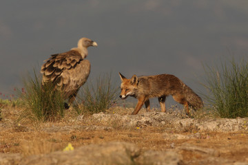 Griffon vulture - fly over the hills