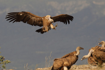 Griffon vulture - fly over the hills