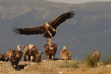 Griffon vulture - fly over the hills