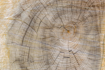 Cut through tree section with rings and cracks landscape