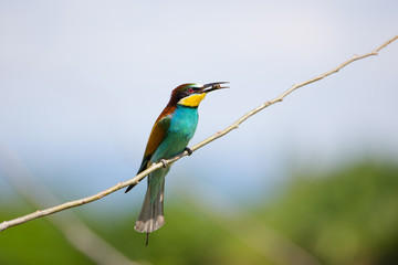 Bee-eater (Merops apiaster) with insect in the beak, Isola della Cona, Monfalcone, Italy, Europe