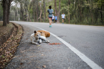 Stray dogs lie on the side of the road with food laid around them