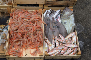 Fish market, mixed display of fish on the counter