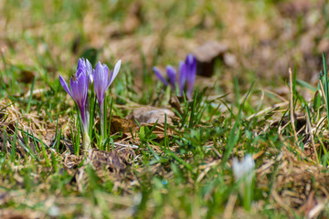 Beautiful first spring breeze flower plants growing crocus bright purple and white snowdrop in a green flowering park on a sunny spring day in Trentino, Italy