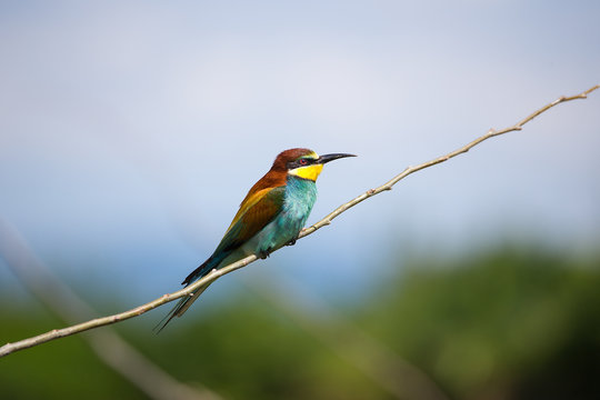 

European Bee-eater (Merops apiaster), Isola della Cona, Monfalcone, Italy, Europe