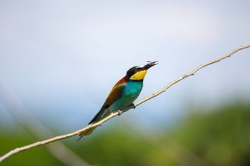 European Bee-eater (Merops apiaster) with insect in the beak, Isola della Cona, Monfalcone, Italy, Europe