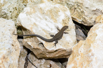 The brown lizard crawled on a stone
