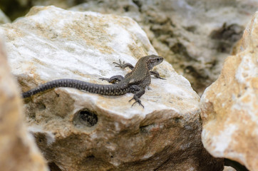 The brown lizard crawled on a stone