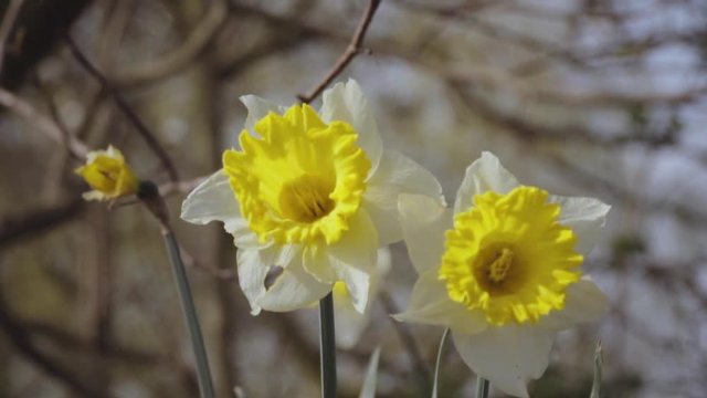 Narcissus. Large daffodils on a spring morning in the wind 