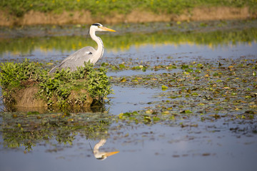 Gray Heron (Ardea cinerea) in water Marsh with reflection