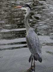 Heron profile photo grey silver bird