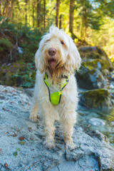Curious white wire-haired breed dog spinone italiano walks along the mountain river with clean transparent water, Trentino, Italy, Europe