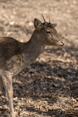 European deer standing at sunset.