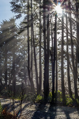 Sun beams through fog and tall trees, Vancouver Island, Canada.