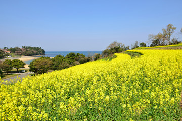 長崎鼻の菜の花